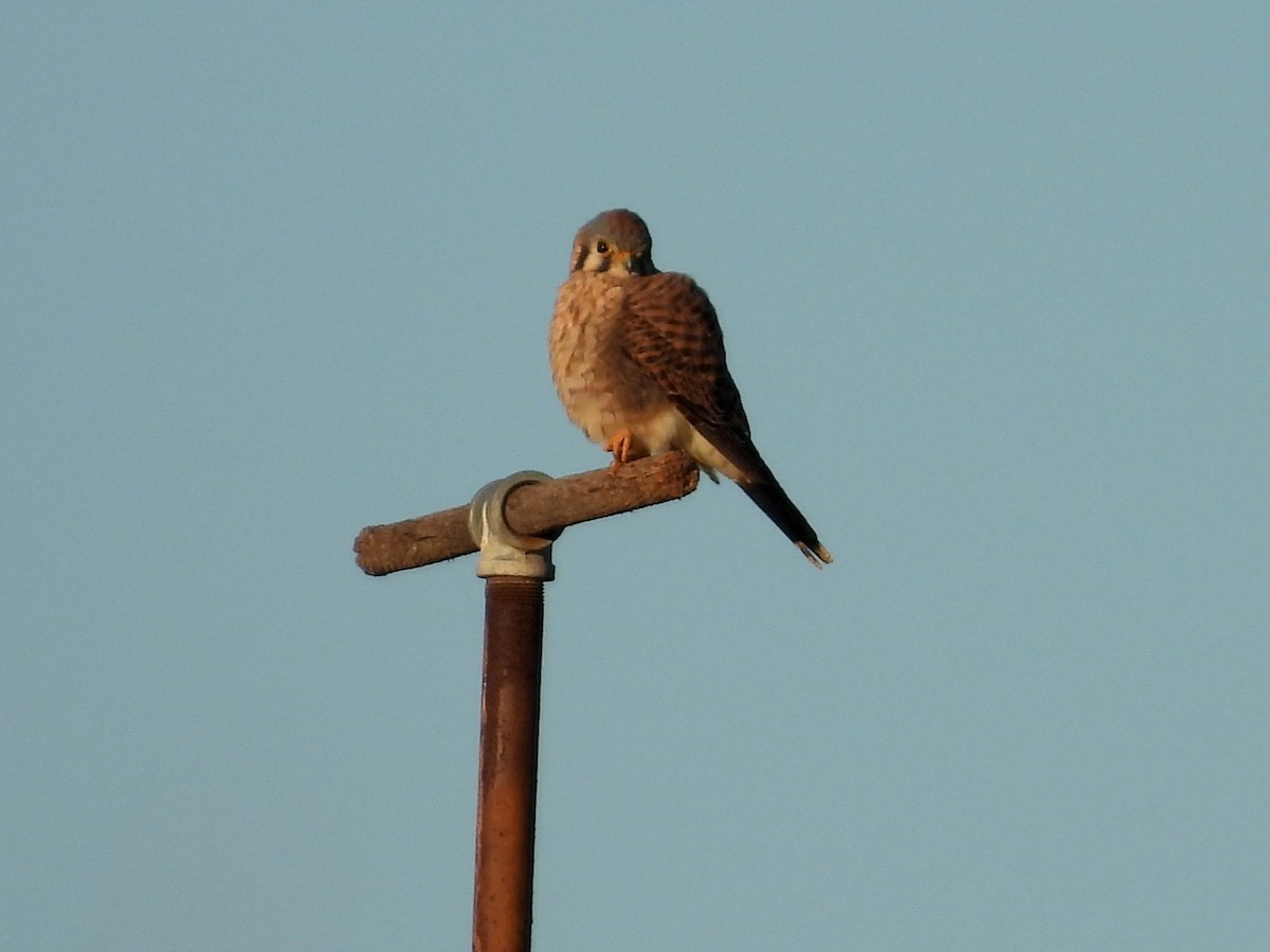 American Kestrel - ML646867562