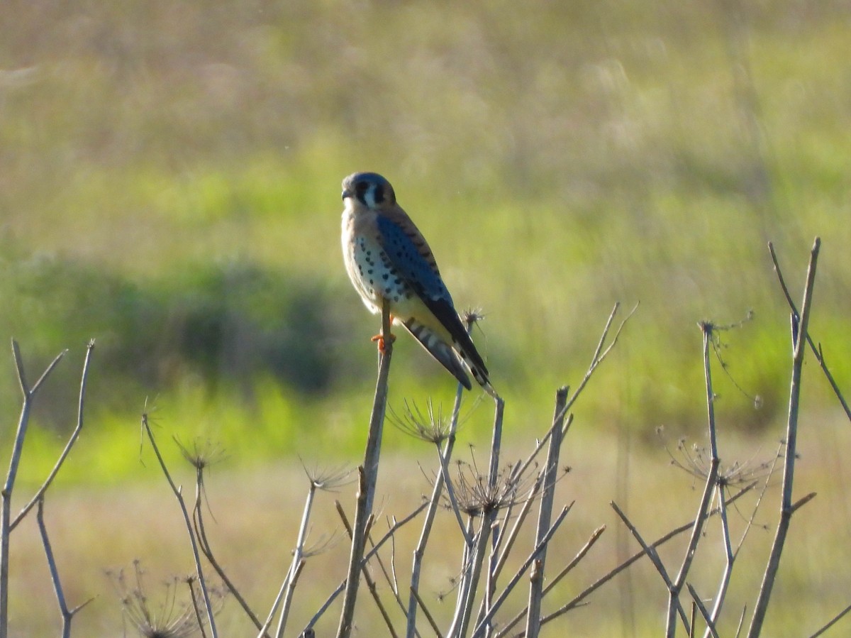 American Kestrel - ML646867563