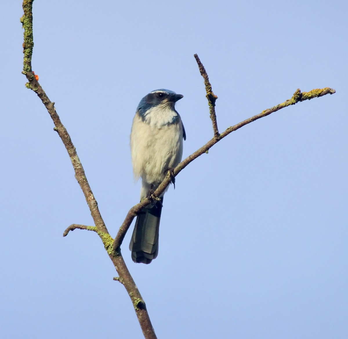 Калифорнийская сойка - ML646867565