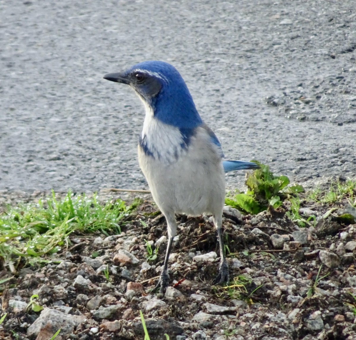 Калифорнийская сойка - ML646867566