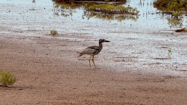 Beach Thick-knee - ML646867567