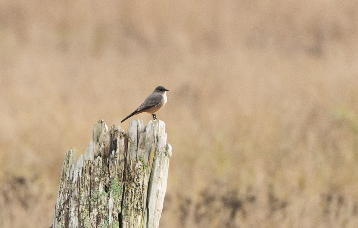 チャイロツキヒメハエトリ - ML646867568