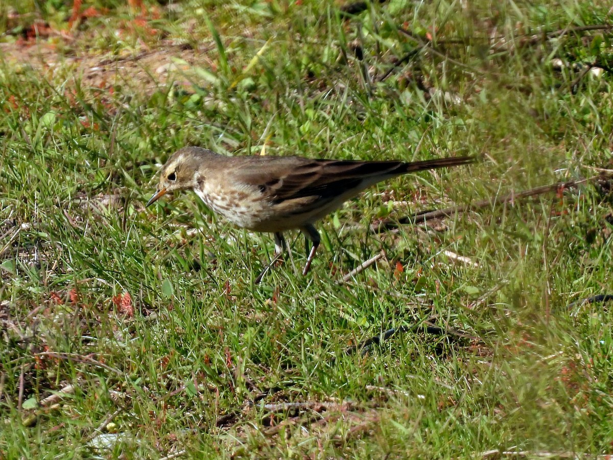 American Pipit - ML646867569