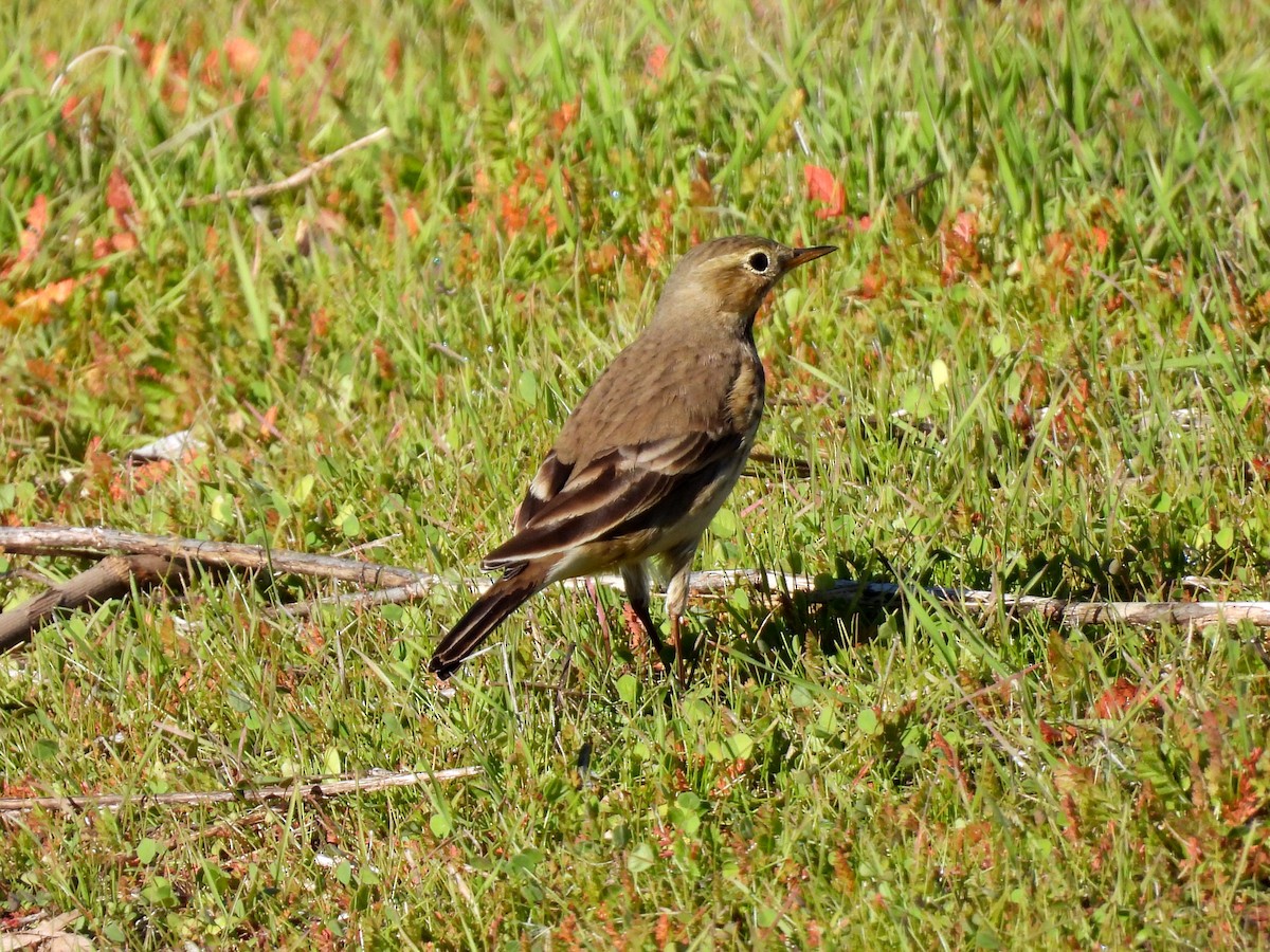 American Pipit - ML646867570