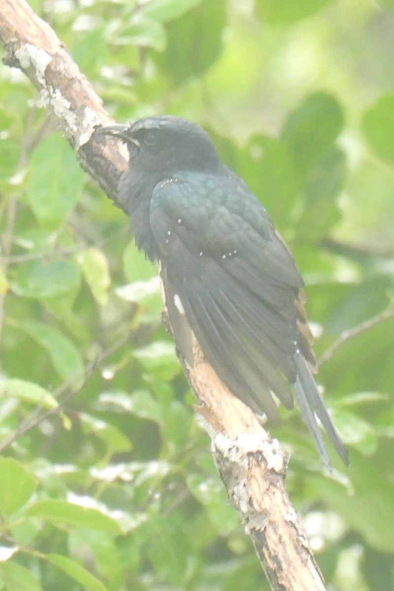 Square-tailed Drongo-Cuckoo - ML646867572