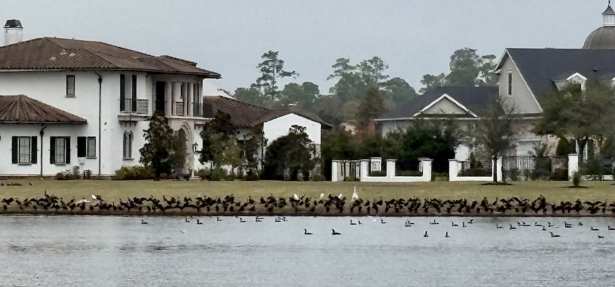 Double-crested Cormorant - ML646867573