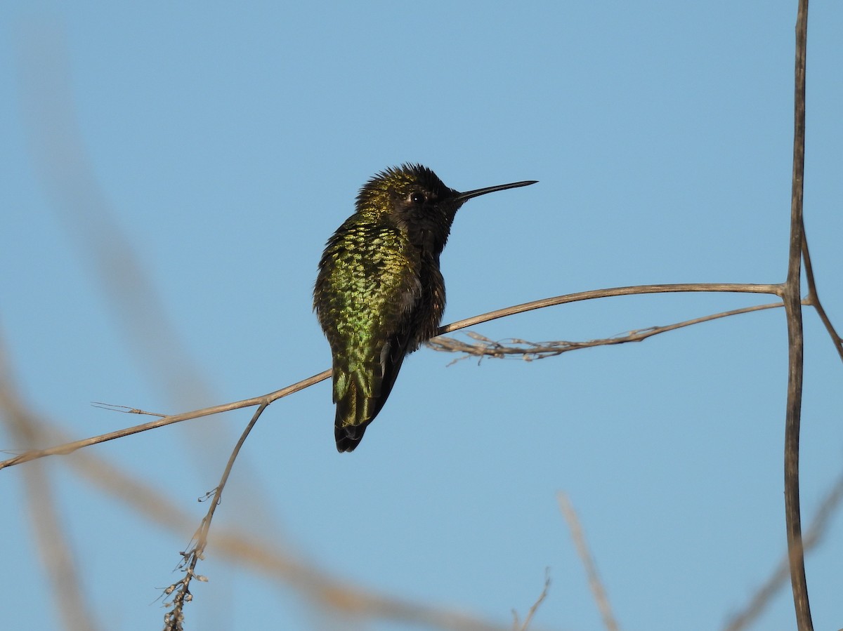 Anna's Hummingbird - ML646867575