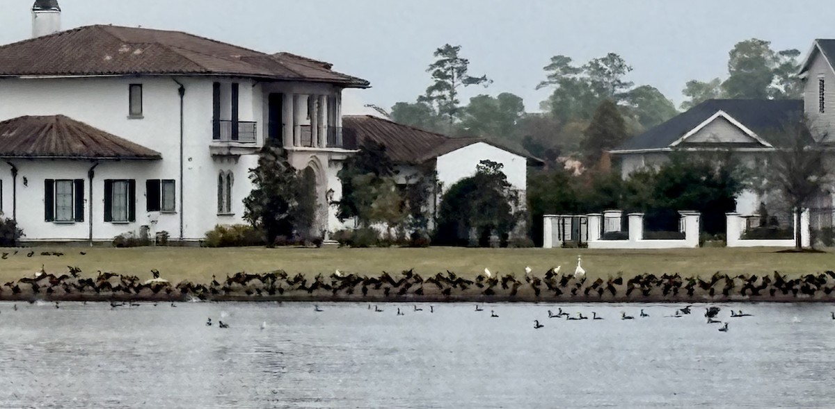 Double-crested Cormorant - ML646867577