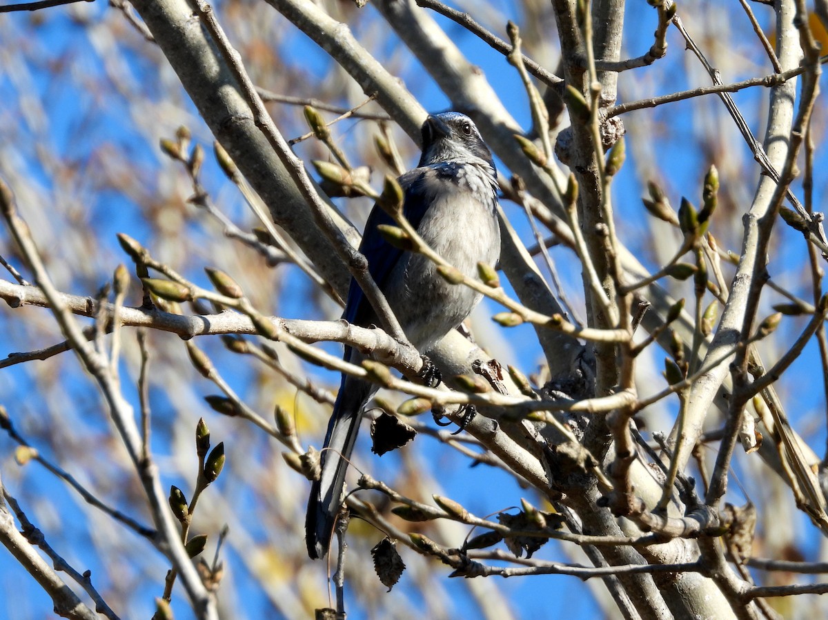 California Scrub-Jay - ML646867578