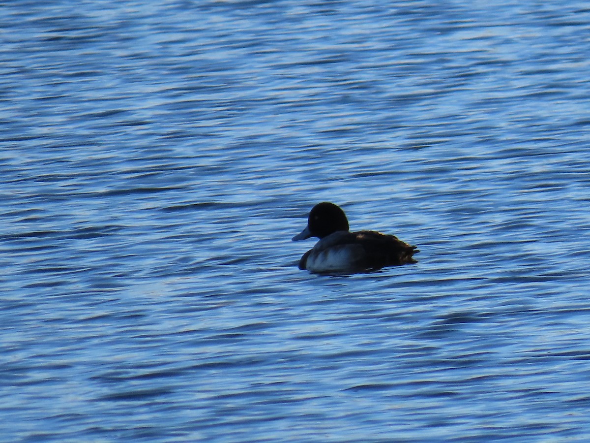 Чернь морська - ML646867580