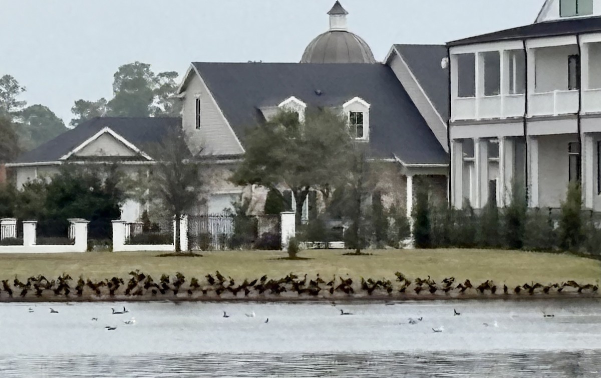 Double-crested Cormorant - ML646867581