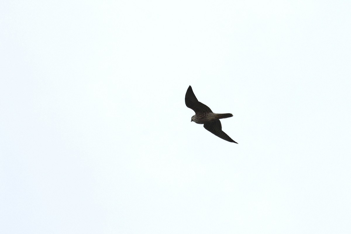 Peregrine Falcon - ML646867582