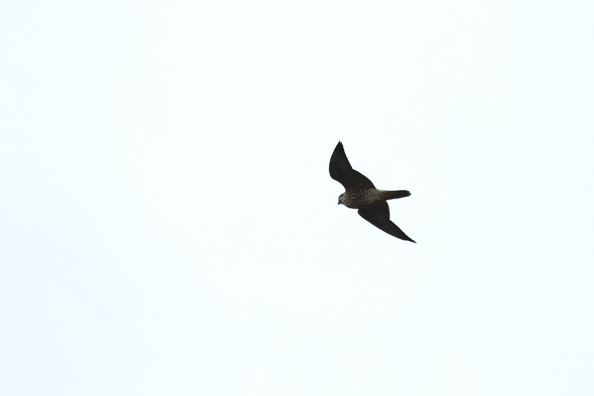 Peregrine Falcon - ML646867583