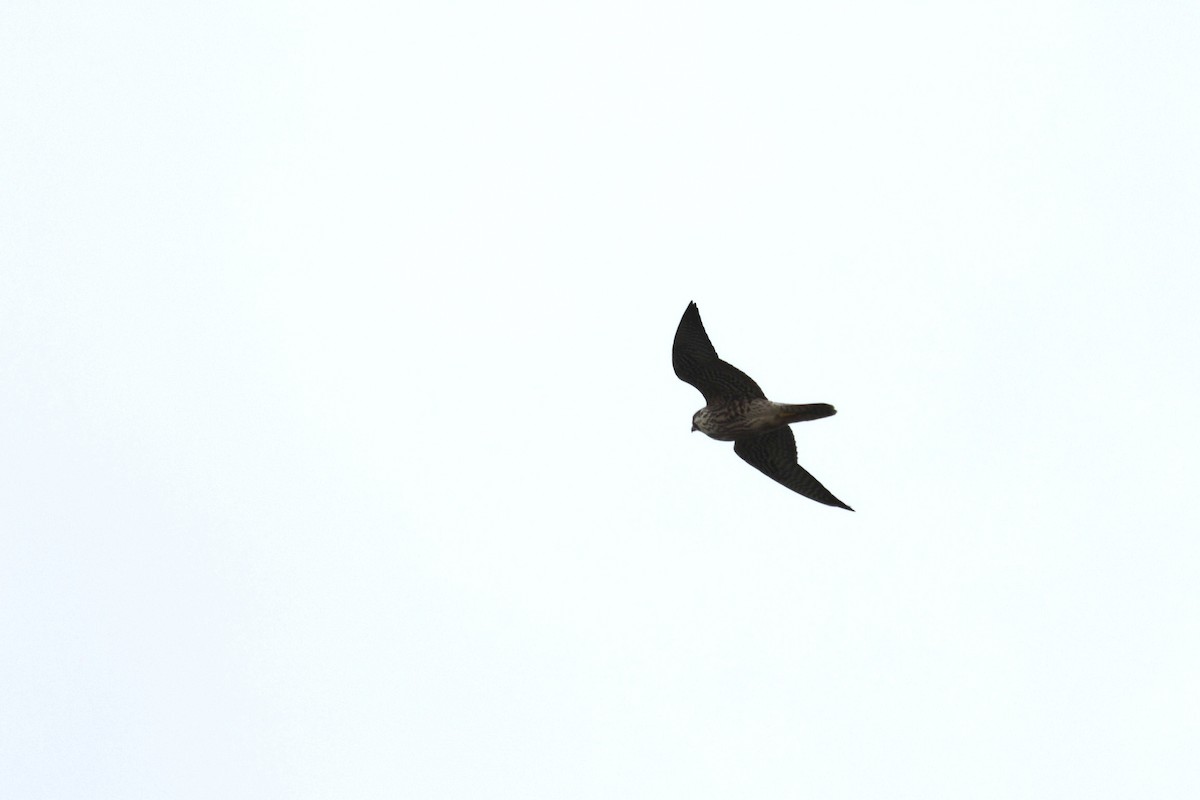 Peregrine Falcon - ML646867584