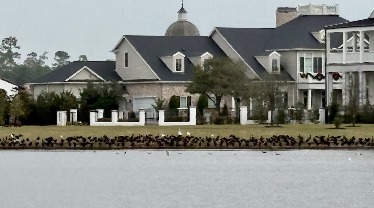 Double-crested Cormorant - ML646867585