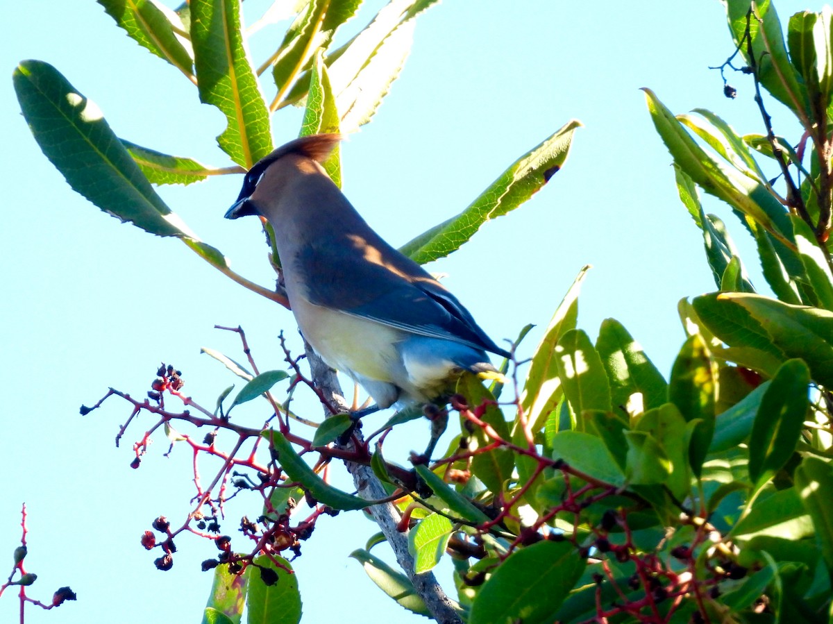 Cedar Waxwing - ML646867586