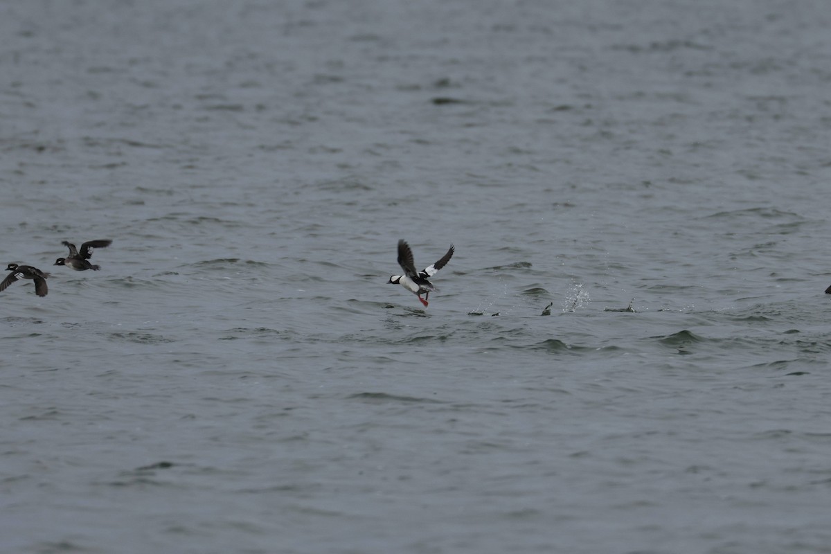 Bufflehead - ML646867588