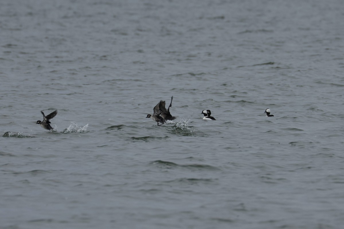 Bufflehead - ML646867589