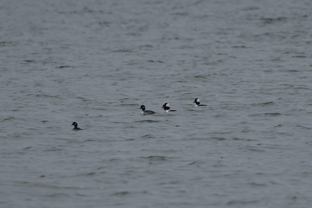 Bufflehead - ML646867590