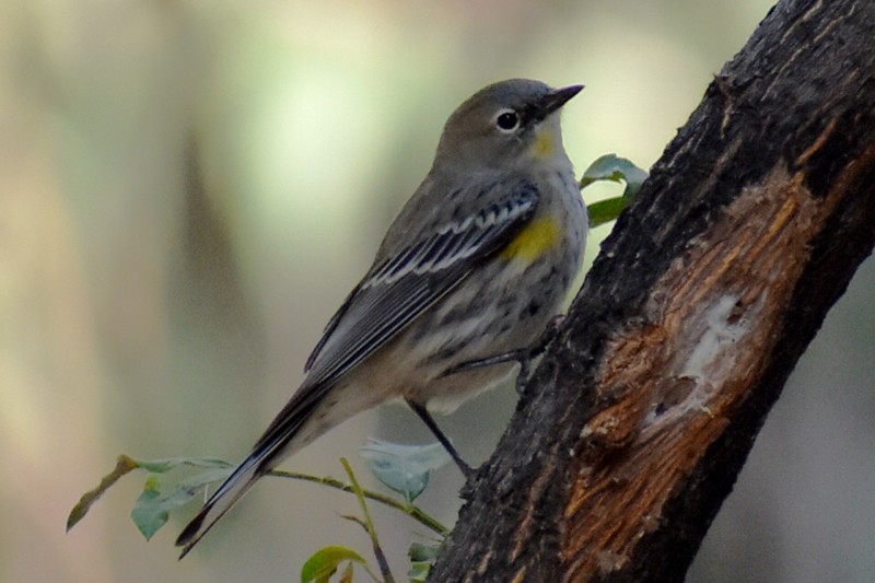 キヅタアメリカムシクイ - ML646867592