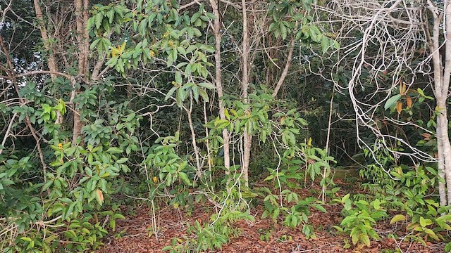 Tinamu hankagrisa - ML646867593