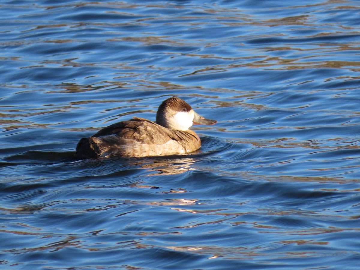 Савка американська - ML646867594