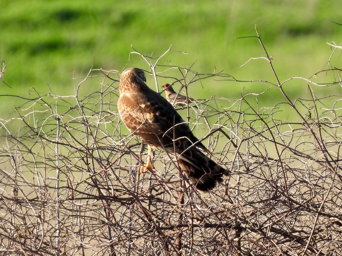 Northern Harrier - ML646867595