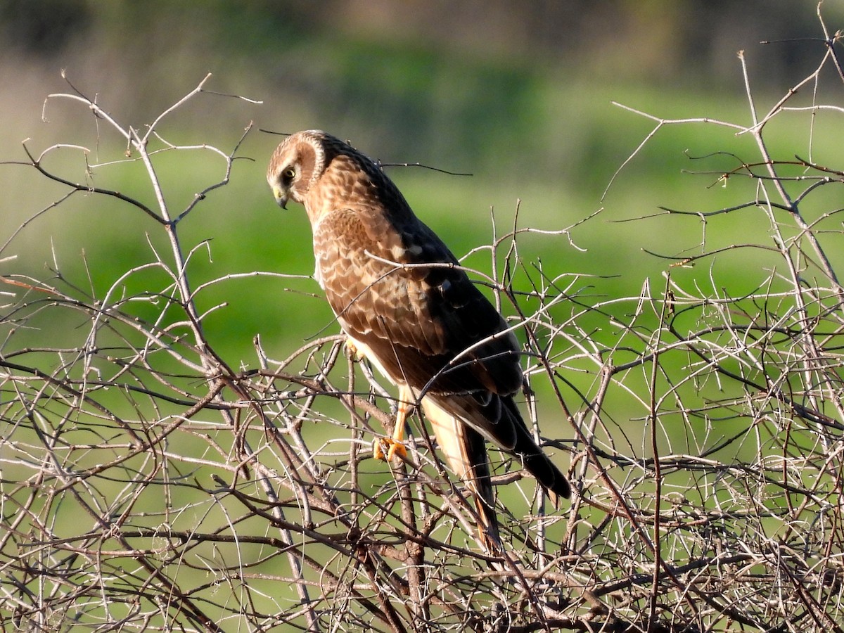 Northern Harrier - ML646867596