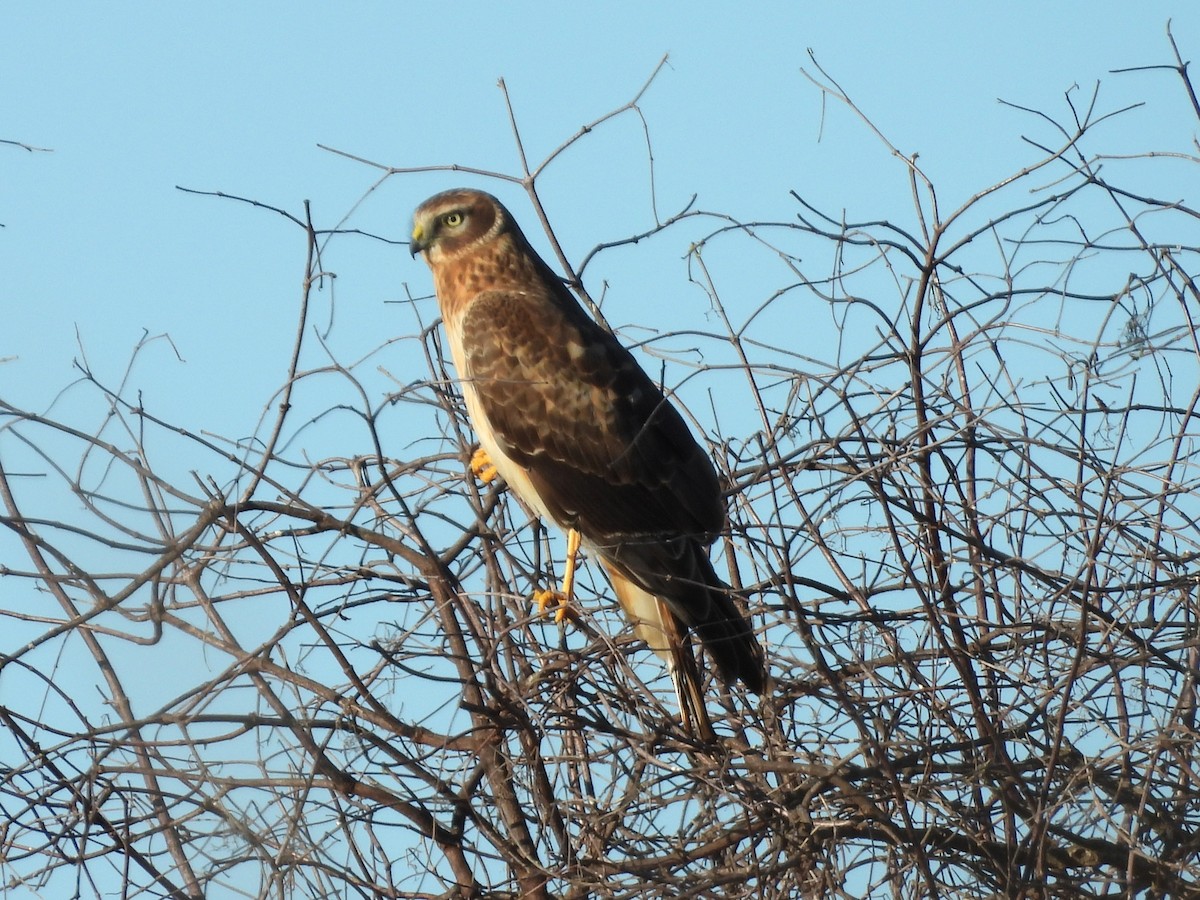 Northern Harrier - ML646867597