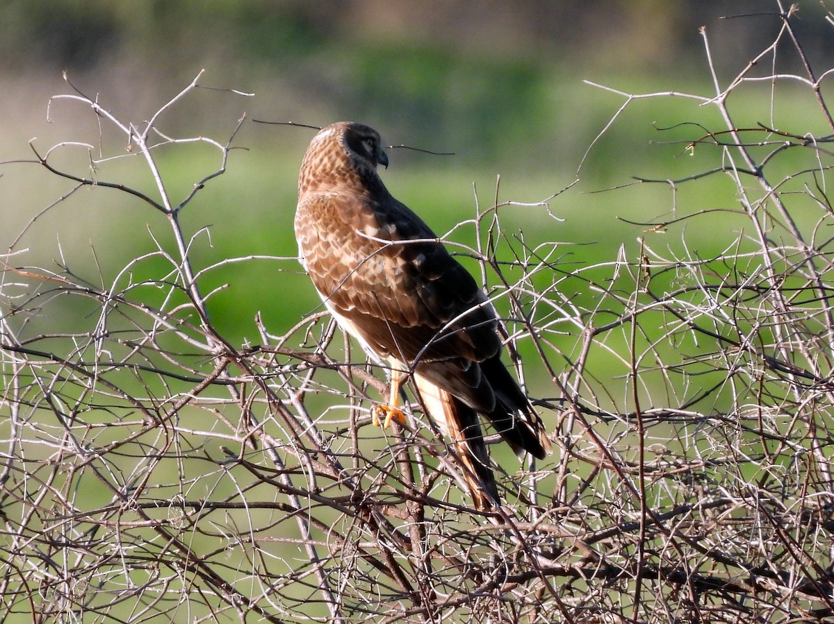 Northern Harrier - ML646867598
