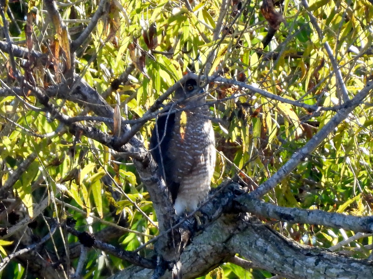 Red-tailed Hawk - ML646867602