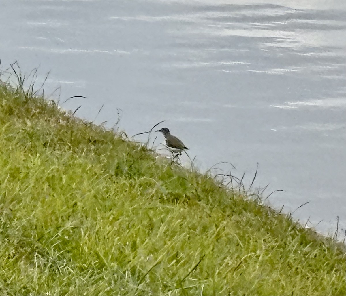 Spotted Sandpiper - ML646867603