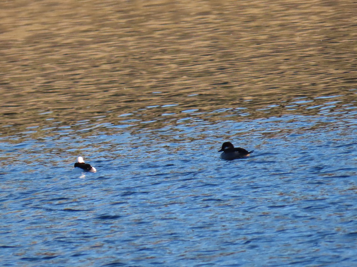 Bufflehead - ML646867604