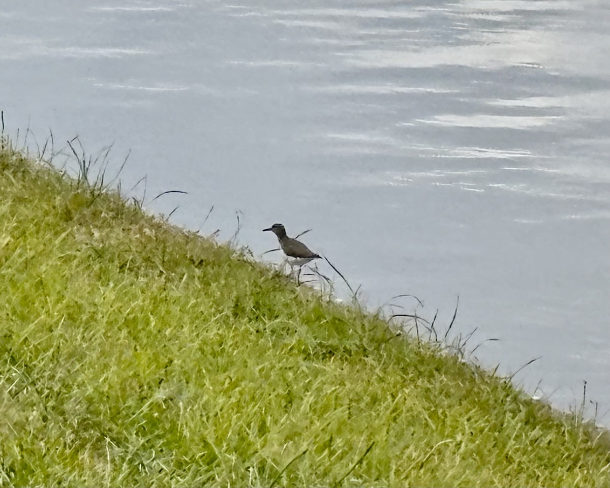 Spotted Sandpiper - ML646867606