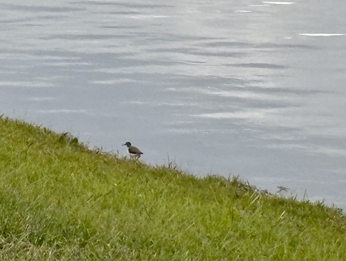 Spotted Sandpiper - ML646867607