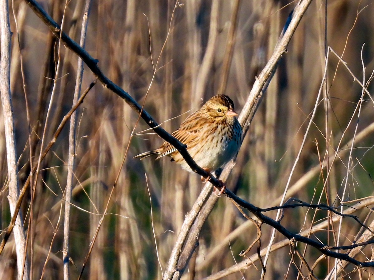 稀樹草鵐 - ML646867608