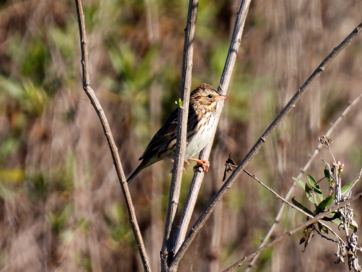 稀樹草鵐 - ML646867609