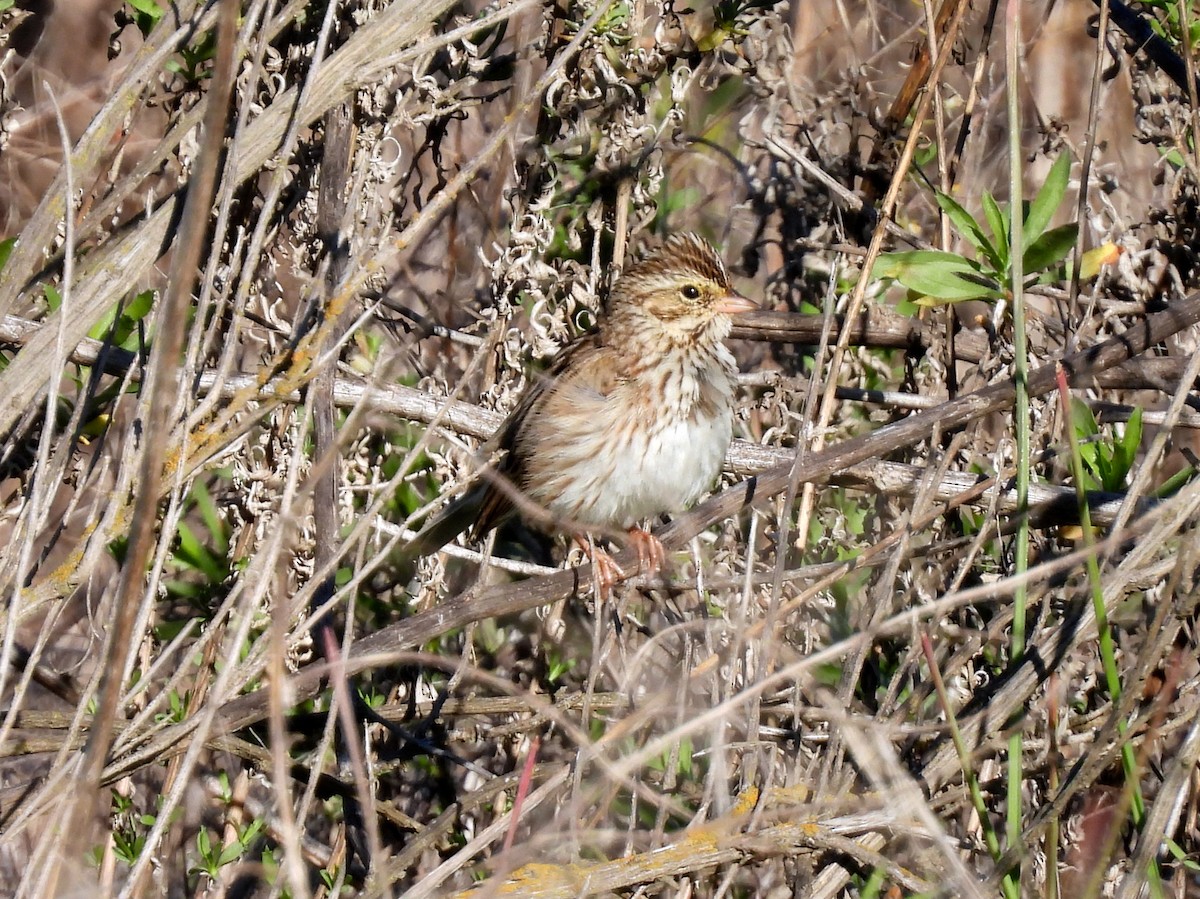 稀樹草鵐 - ML646867610