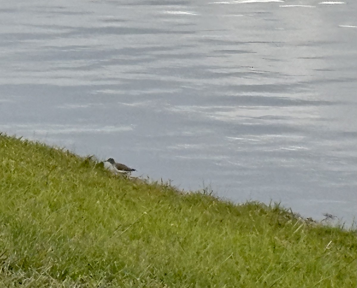 Spotted Sandpiper - ML646867611