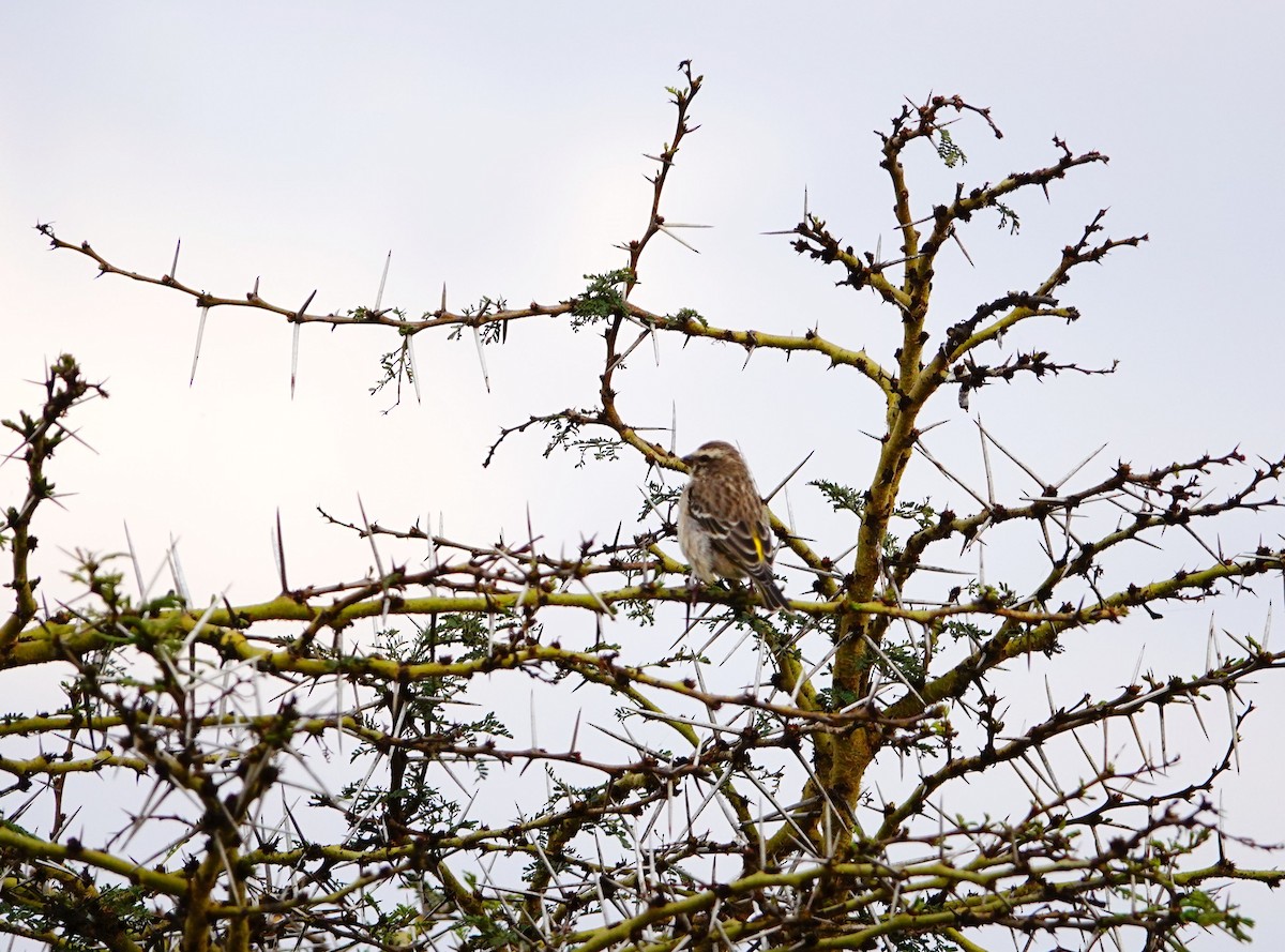 Reichenow's Seedeater - ML646867612