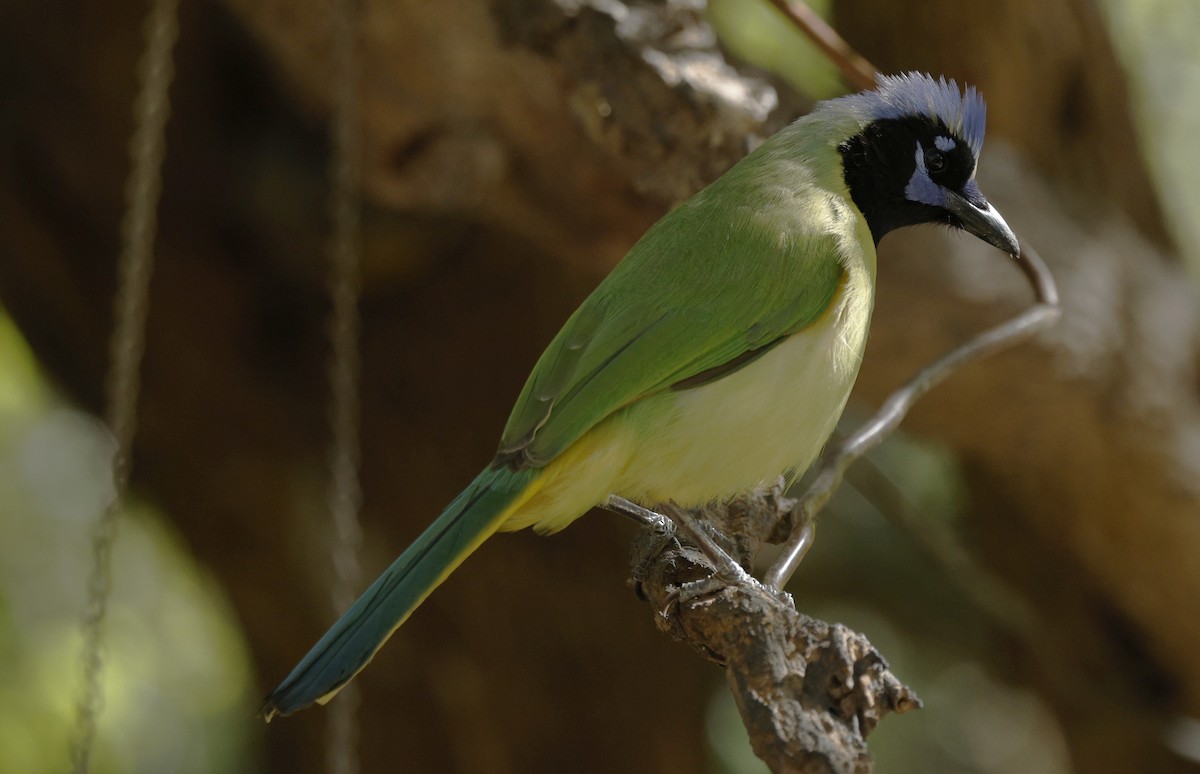 Green Jay - ML646867613