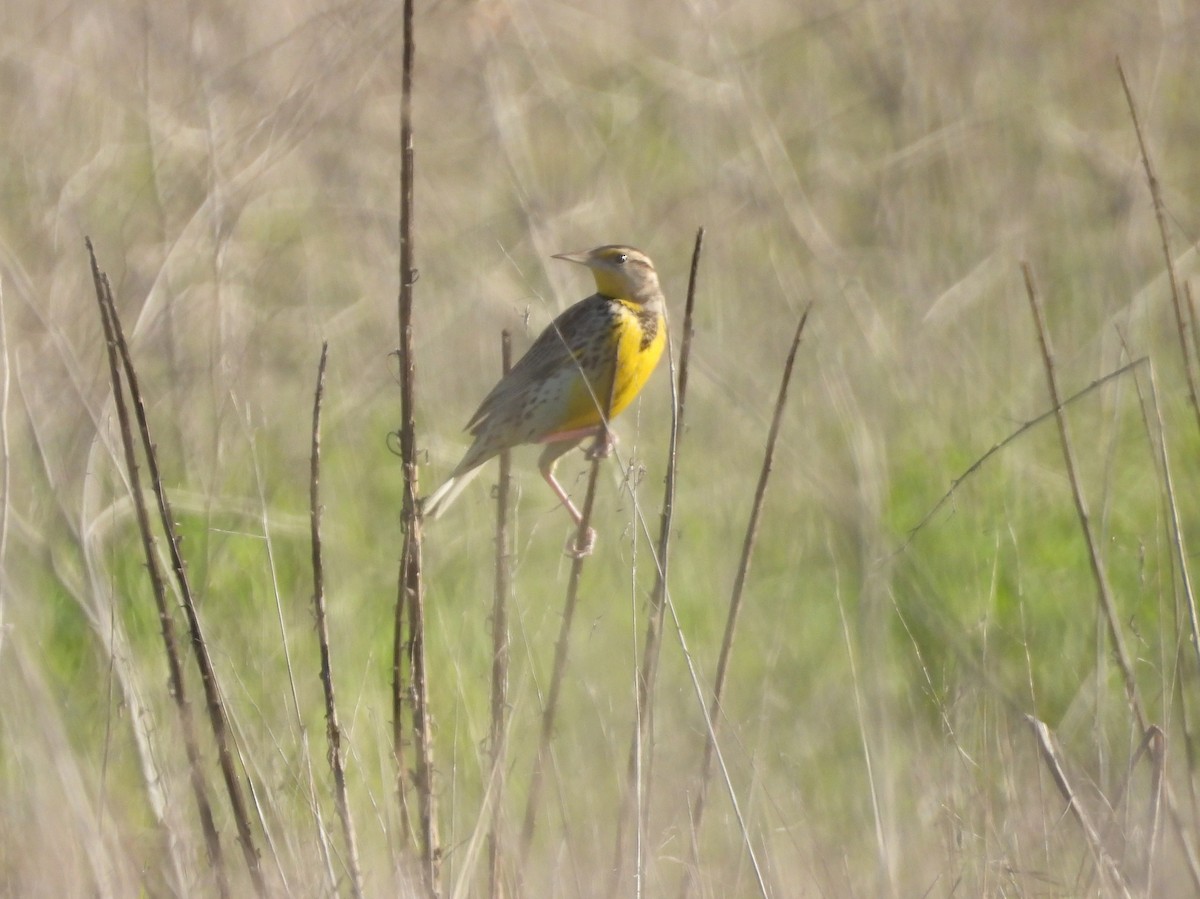 Western Meadowlark - ML646867614