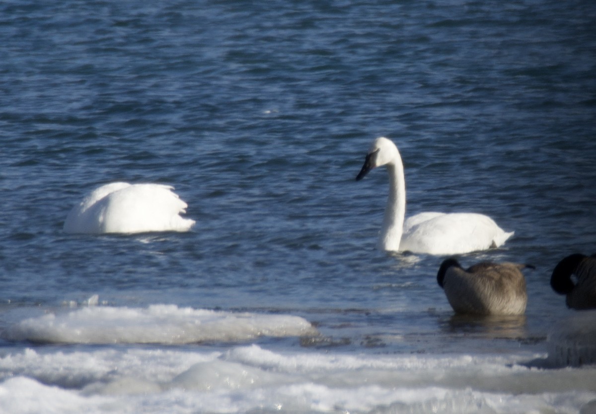 Trumpeter Swan - ML646867615