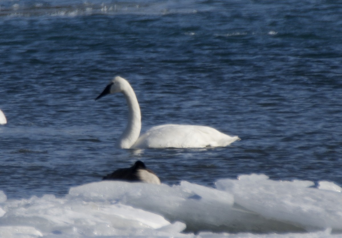 Trumpeter Swan - ML646867616