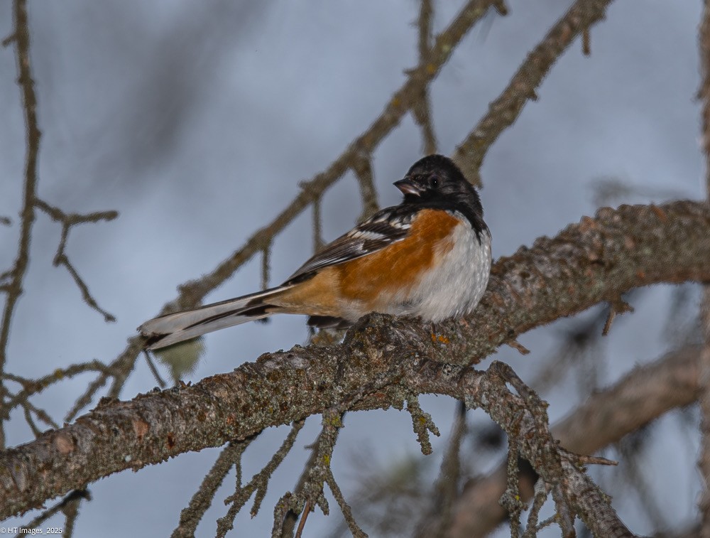 Spotted Towhee - ML646867619
