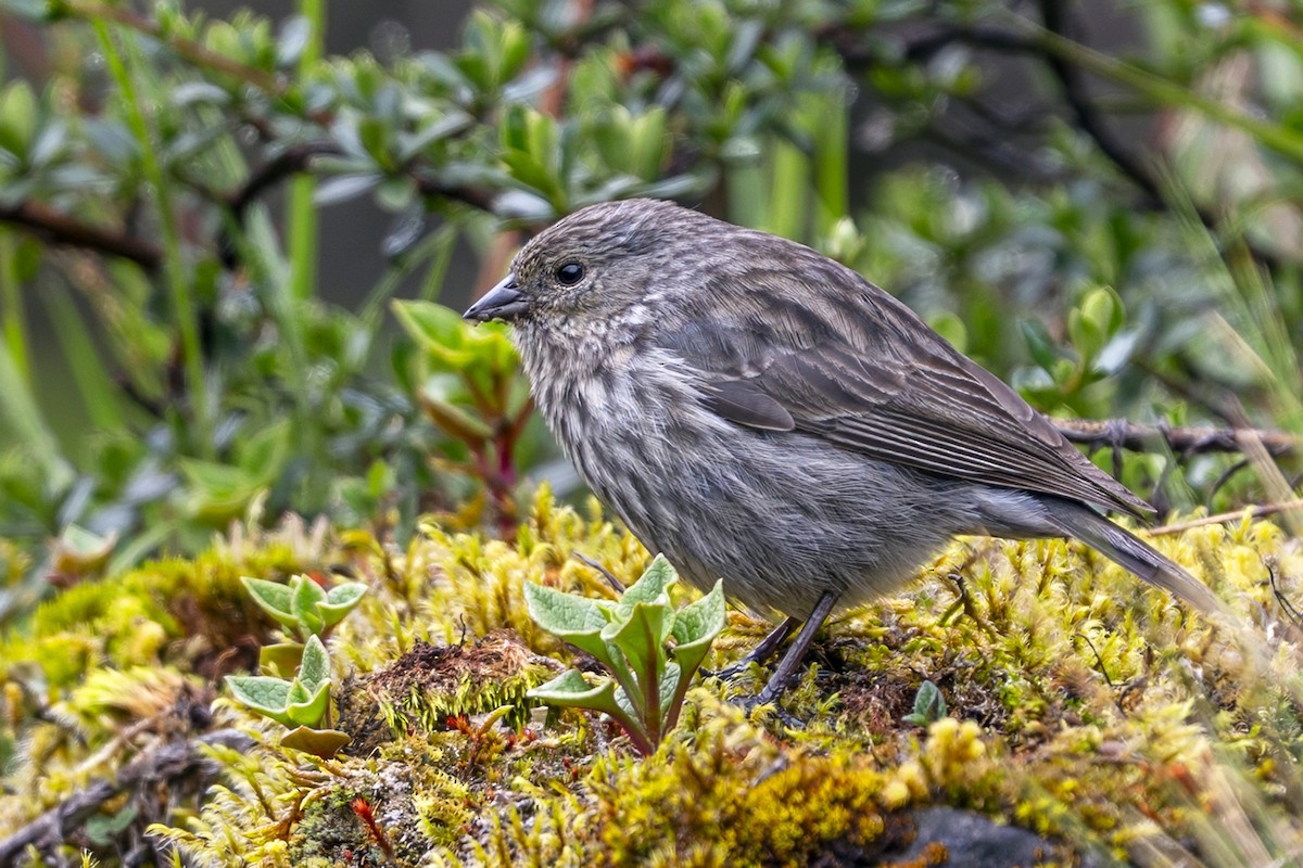 Plumbeous Sierra Finch - ML646867620