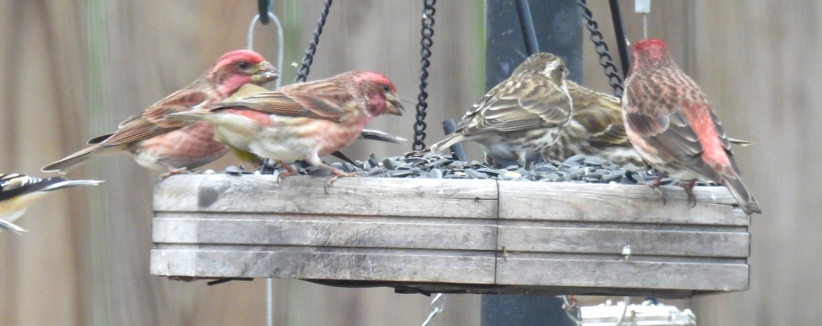 Purple Finch - ML646867621