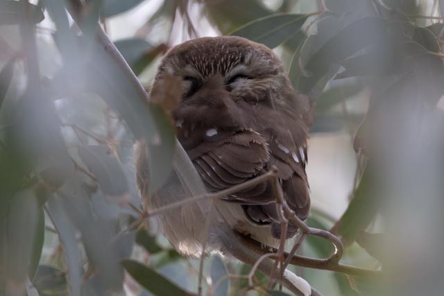 Northern Saw-whet Owl - ML646867622