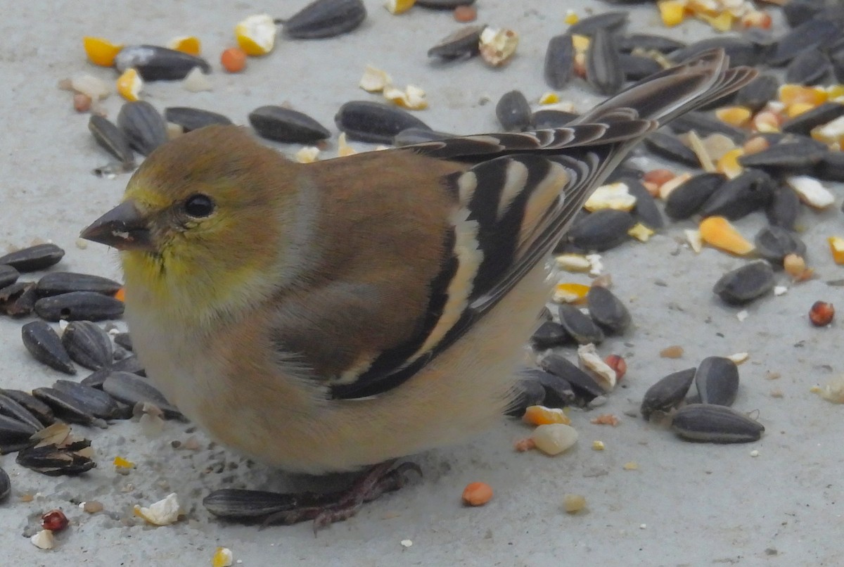 American Goldfinch - ML646867623