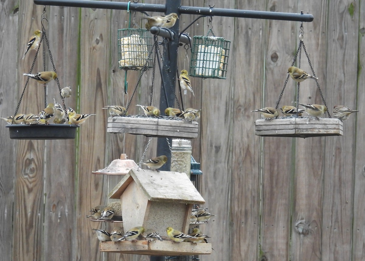 American Goldfinch - ML646867624